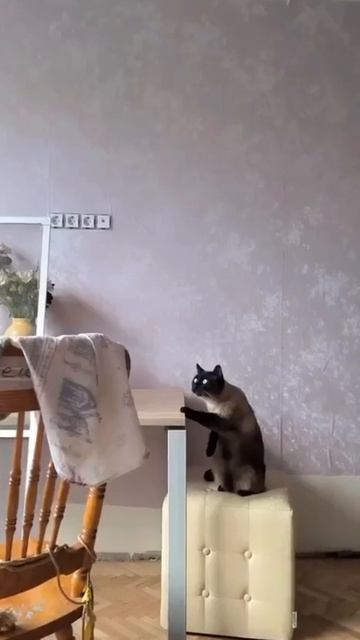 Видео от Tom and Сats / Кот на карте