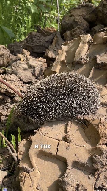 🦔Делаем вместе ёжика из конфет