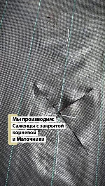 ❤️ Именно из таких маточников начинается будущая красота вашего сада