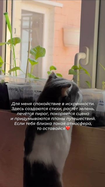Привет) Я поэт, деятель культуры, но ещё у меня есть огород и кот Бублик, который считает, что разби