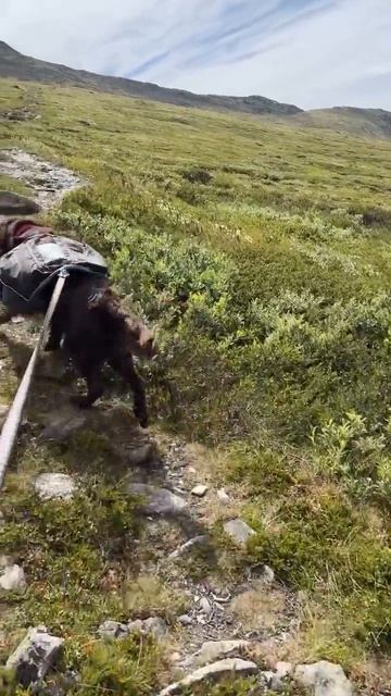 Вовлекая его во все приключения🐾