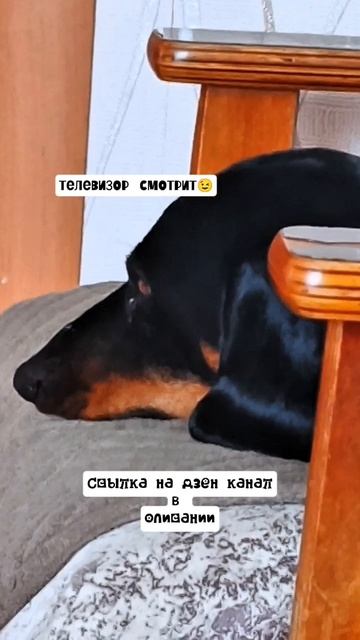 Каспер и телек.В дзен больше таких видео.