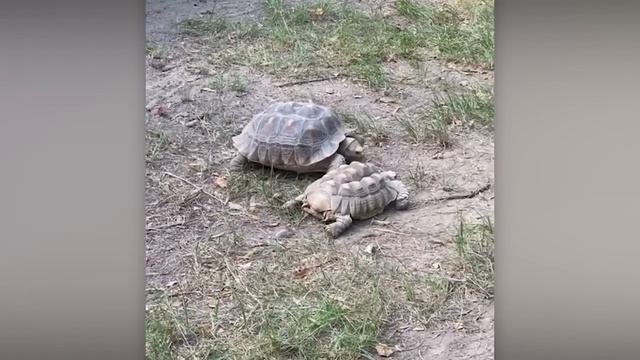 ЖИВОТНЫЕ ПОМОГАЮТ ДРУГ ДРУГУ! НЕВЕРОЯТНЫЕ СЛУЧАИ ВЗАИМОПОМОЩИ!¿?! 🙀🫶🤯