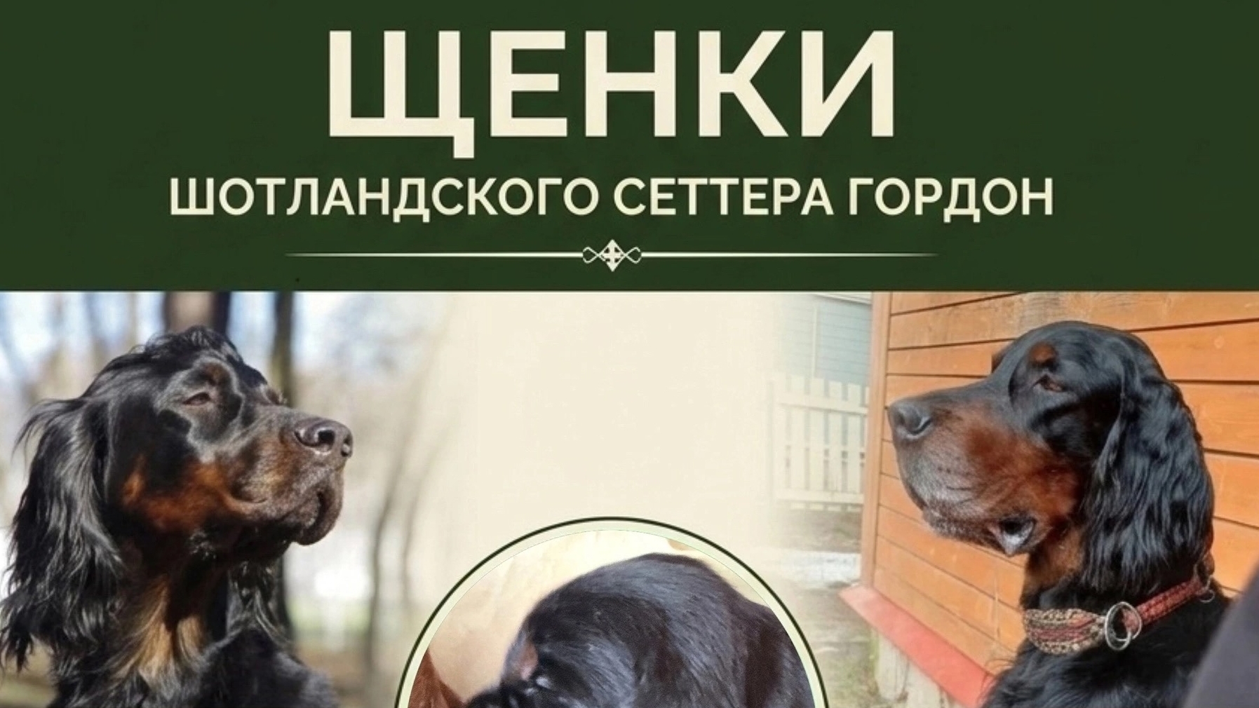 ЩЕНКИ 🐾 ШОТЛАНДСКИЙ СЕТТЕР ГОРДОН Анна Колток 8-921-326-78-29 Санкт-Петербург