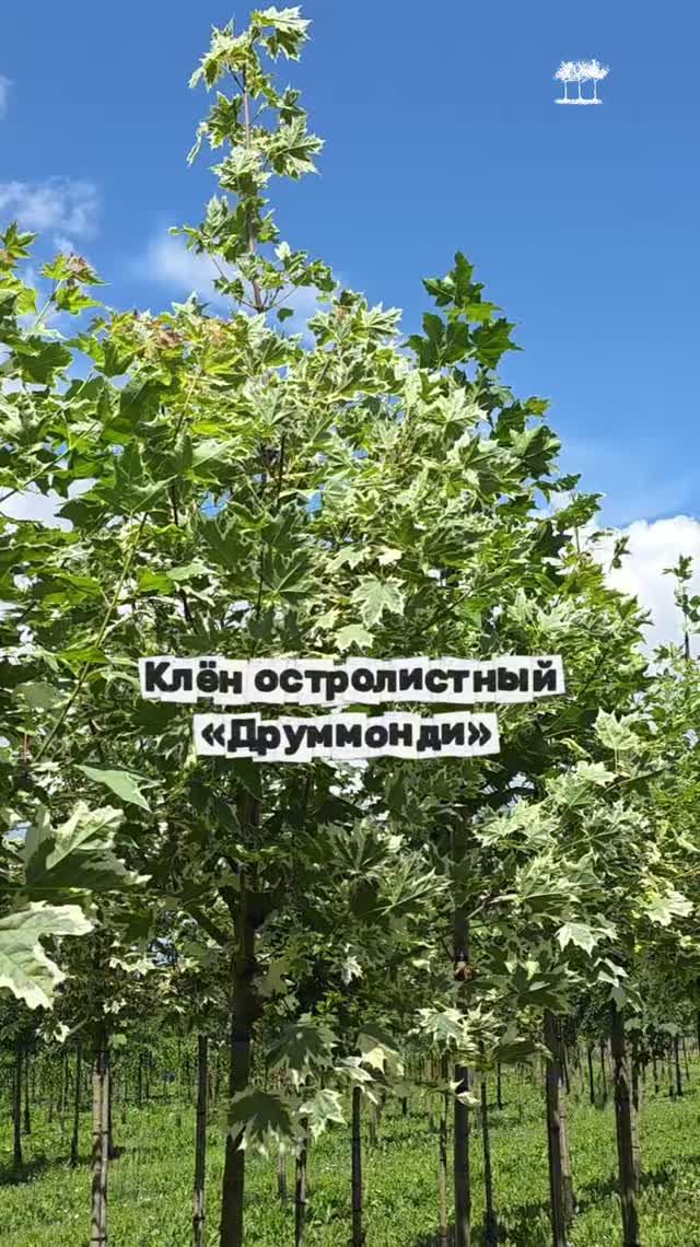 Клен остролистный 