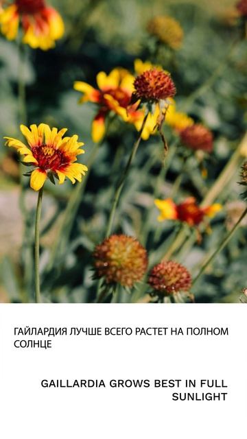 Гайлардия