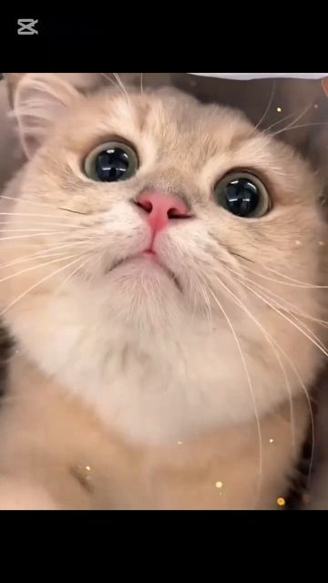 Милые котята❤️