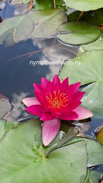 Нимфея, кувшинка, водяная лилия Princess Burgundy 
(Принцесса Бургунди).