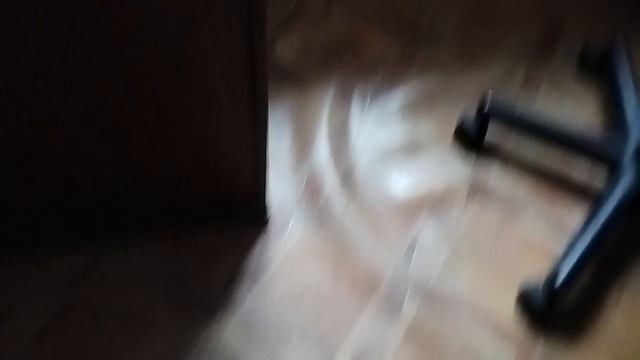 влог с Лабубу♡
