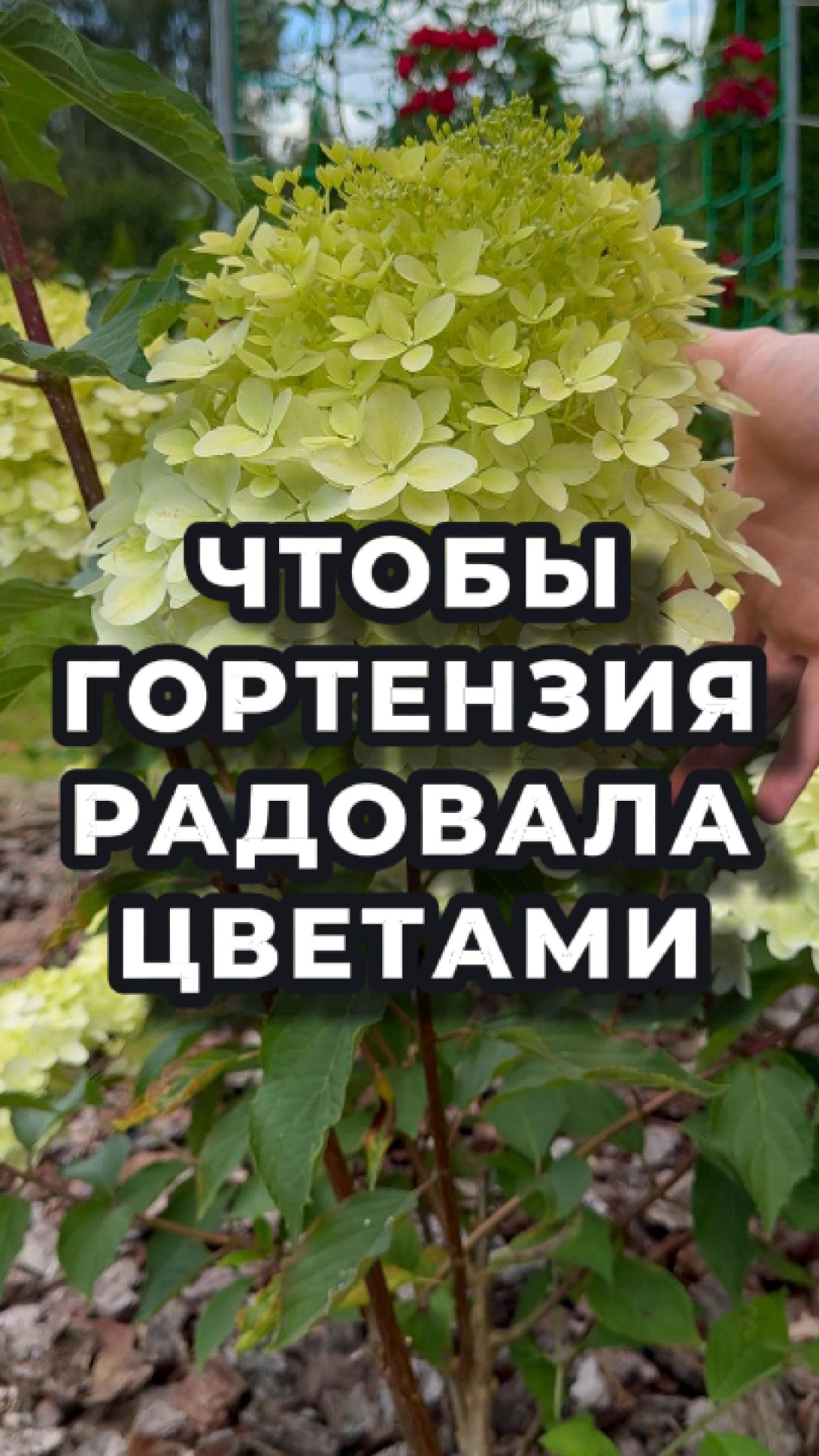 Гортензии зацветают — пора помогать! 🌸