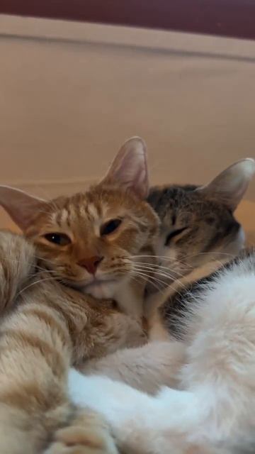 Типичные ограничения на тестирование оранжевых автомобилей.🐱😻