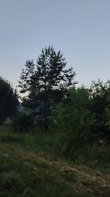 Пение птиц, звук природы