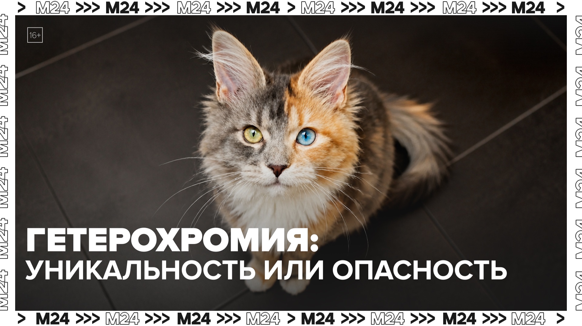 Гетерохромия опасна для глаз? — Москва 24
