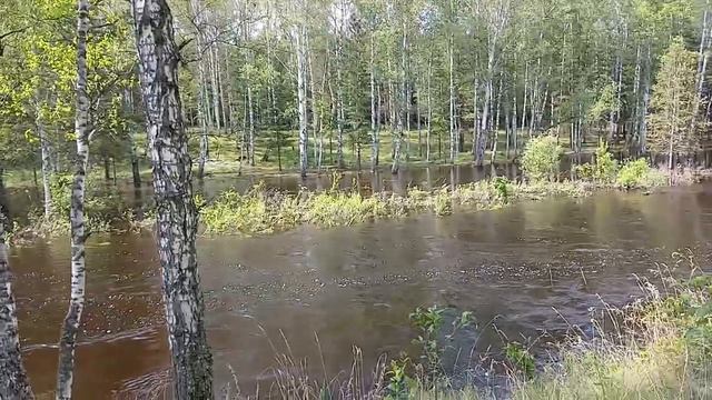 РАЗВЕДКА ГРИБОВ БЫЛ РУЧЕЙ ИЗ РЕЧКИ СЕЙЧАС ЗАТОПЛЕНИЕ ЛЕСА