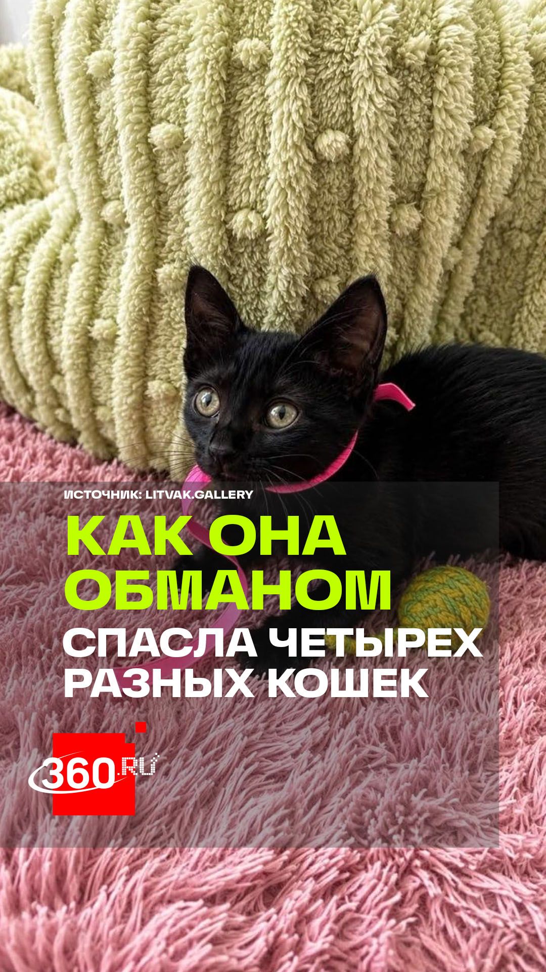 Один кот, три дублера: девушка помогла найти дом четырем черным питомцам