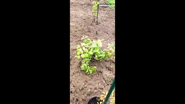 Высадила все кустарники 😄 Красота😍💓 Лайфхак для Деревенских 👍Моя Жизнь в Деревни22-07-2026