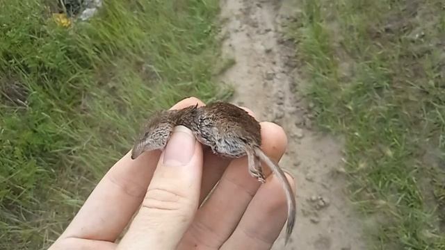 Бурозубка