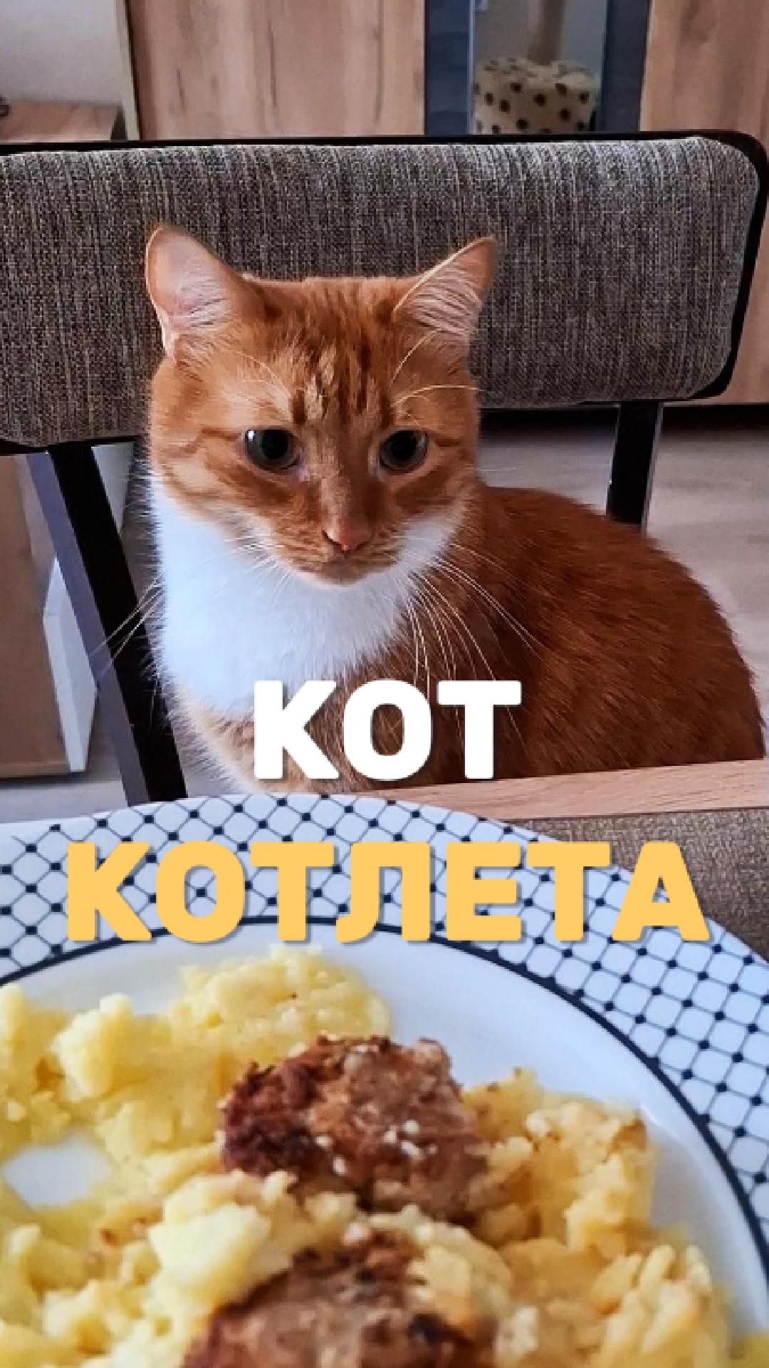 Кот и котлета