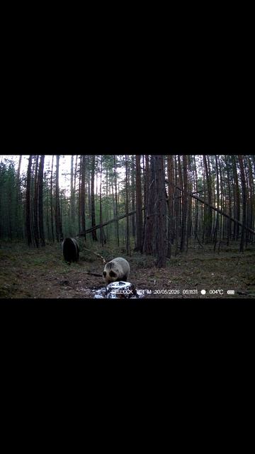 Мишка чешет живот добавил не много музыки)
#медведь
#фотоловушка