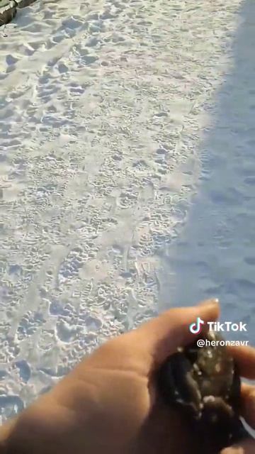 Лягушка зимой