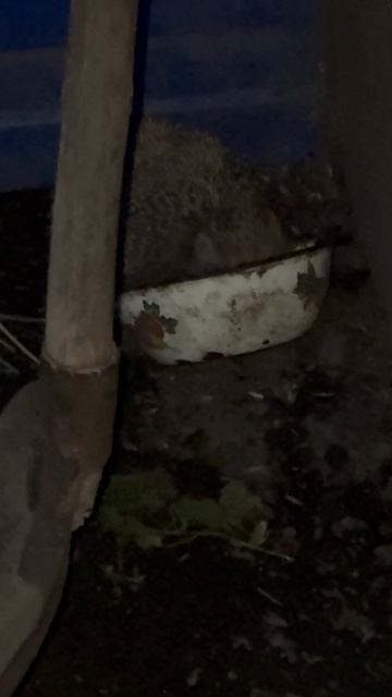Ежик в гости пришел🦔