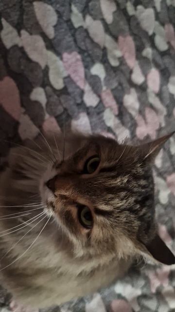 КОТ КАБАЧОК ИЛИ ФЕДЯ💋💕🤗
