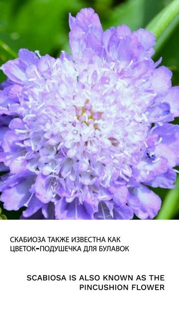 Скабиоза