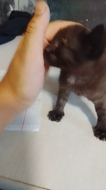 мой кот