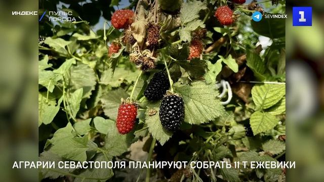 Аграрии Севастополя планируют собрать 11 т. ежевики