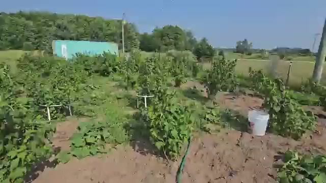 Сельчанка в Америке СОБИРАЮ СМОРОДИНЫ ВЁДРАМИ