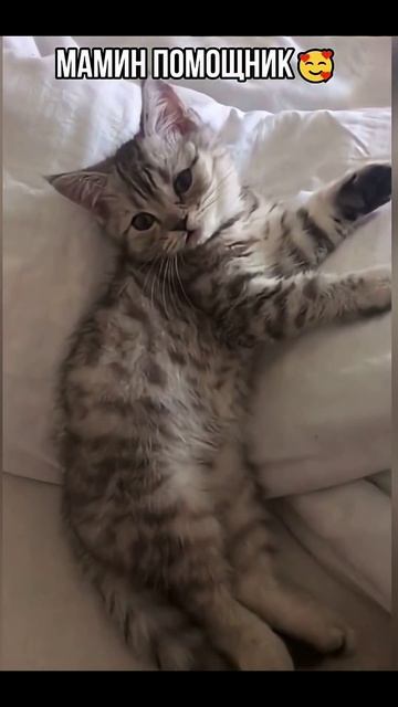 Мамин помощник🐱🤣