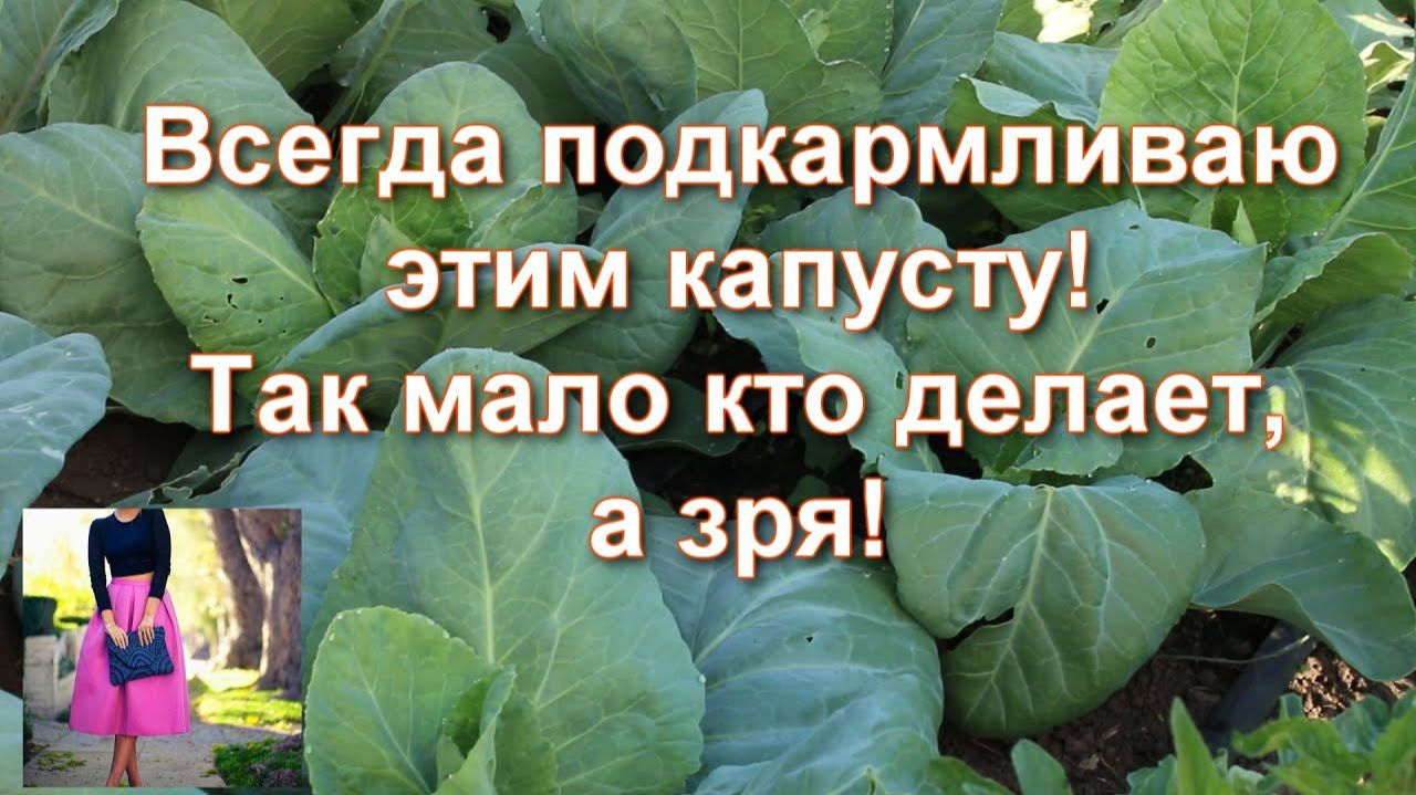 Чем подкормить капусту чтобы она быстрее росла. Проще не бывает! Подкормка капусты в открытом грунте