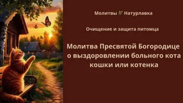 42. Молитва Пресвятой Богородицы выздоровление больного кота кошки котенка.