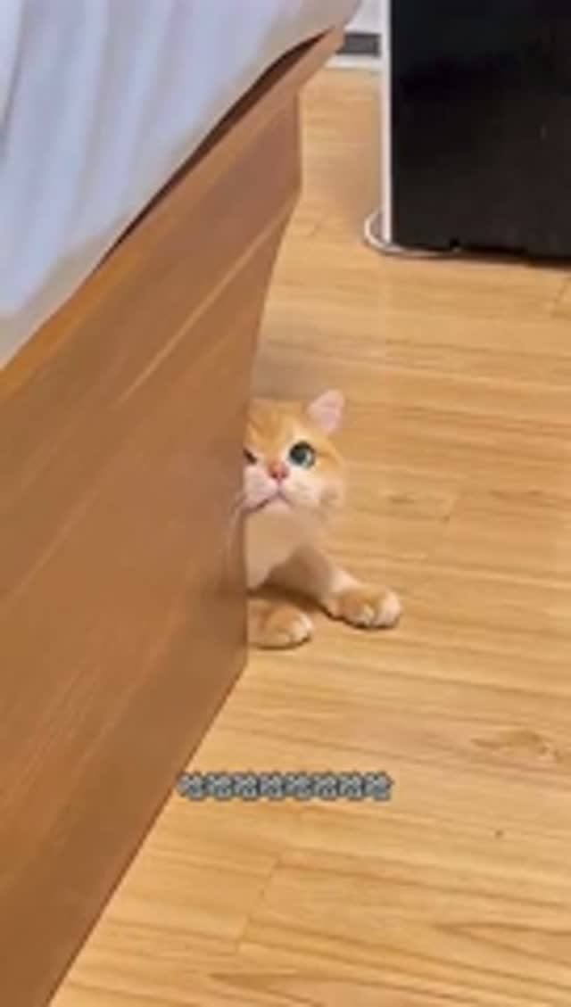 Смешные  коты 😂😻