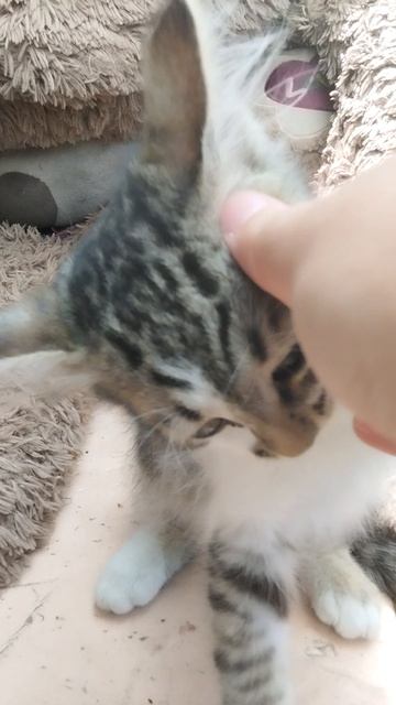 котёнок