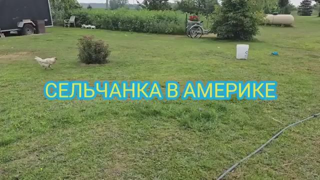 СПАСАЮ ОГУРЦЫ США
