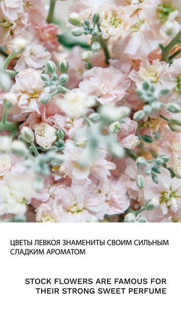 Левкой
