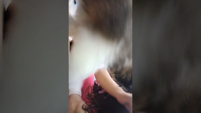 Как научить собаку некоторым командам 🐶🐶🐶🐕🐕🐕