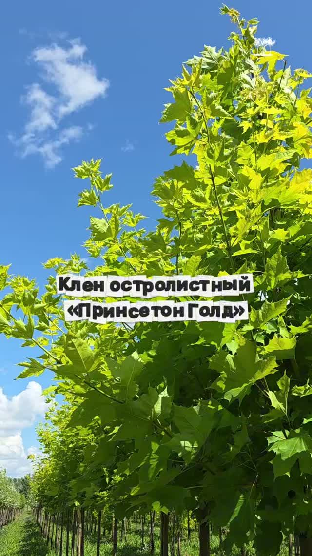 Клен остролистный 