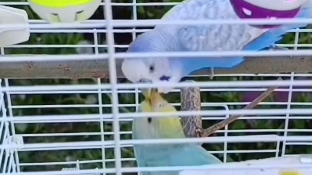 Кормит 😊🦜 #ангелочеккеша #shorts #попугай