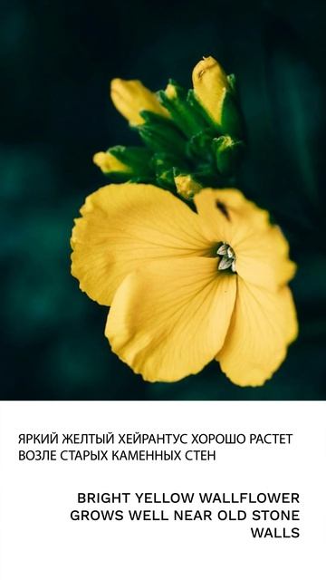 Хейрантус