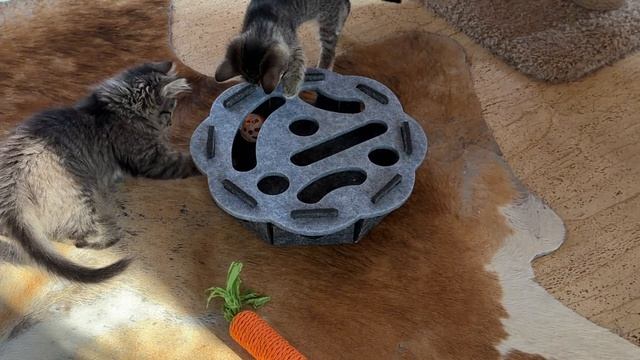 Дневник котят Барсика «Новая интеллектуальная игра» 22-07-2026