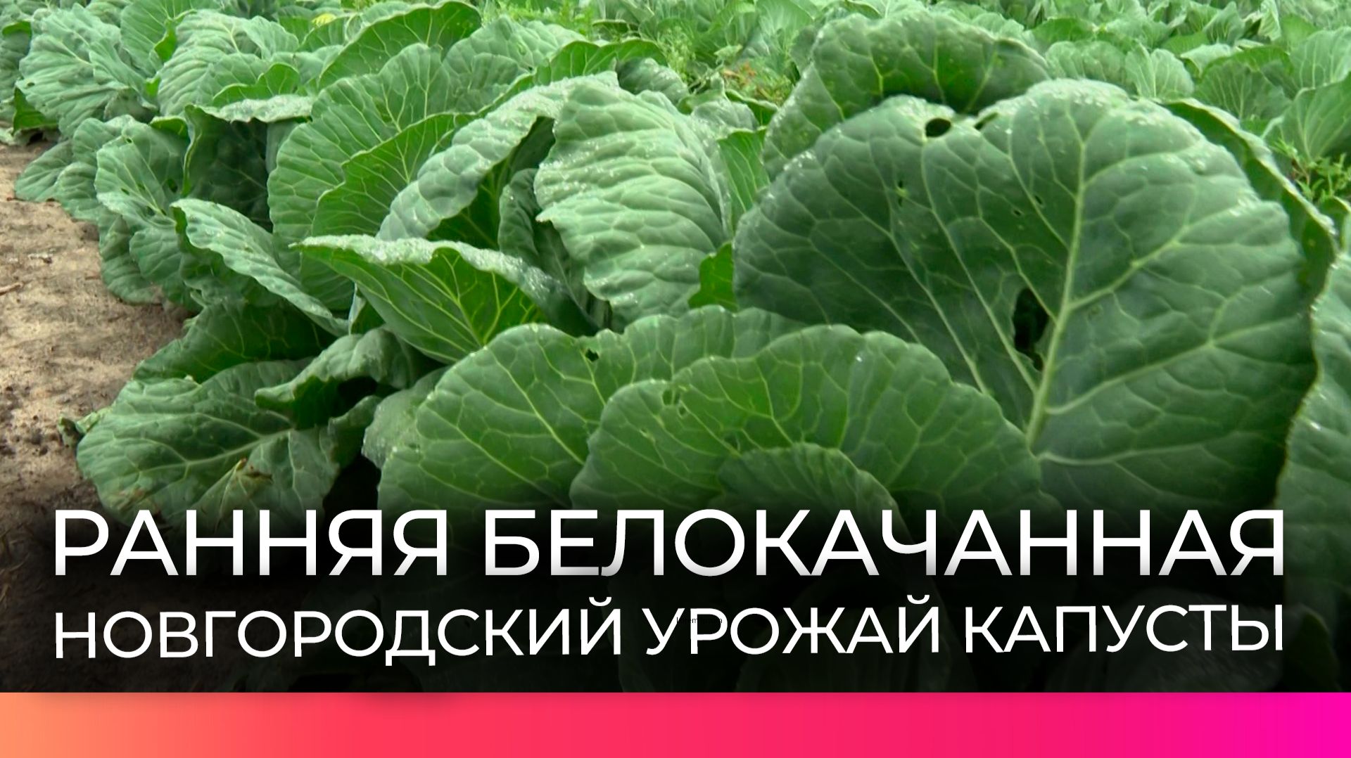 Уже осенью новгородцы смогут сварить борщ полностью из местных овощей