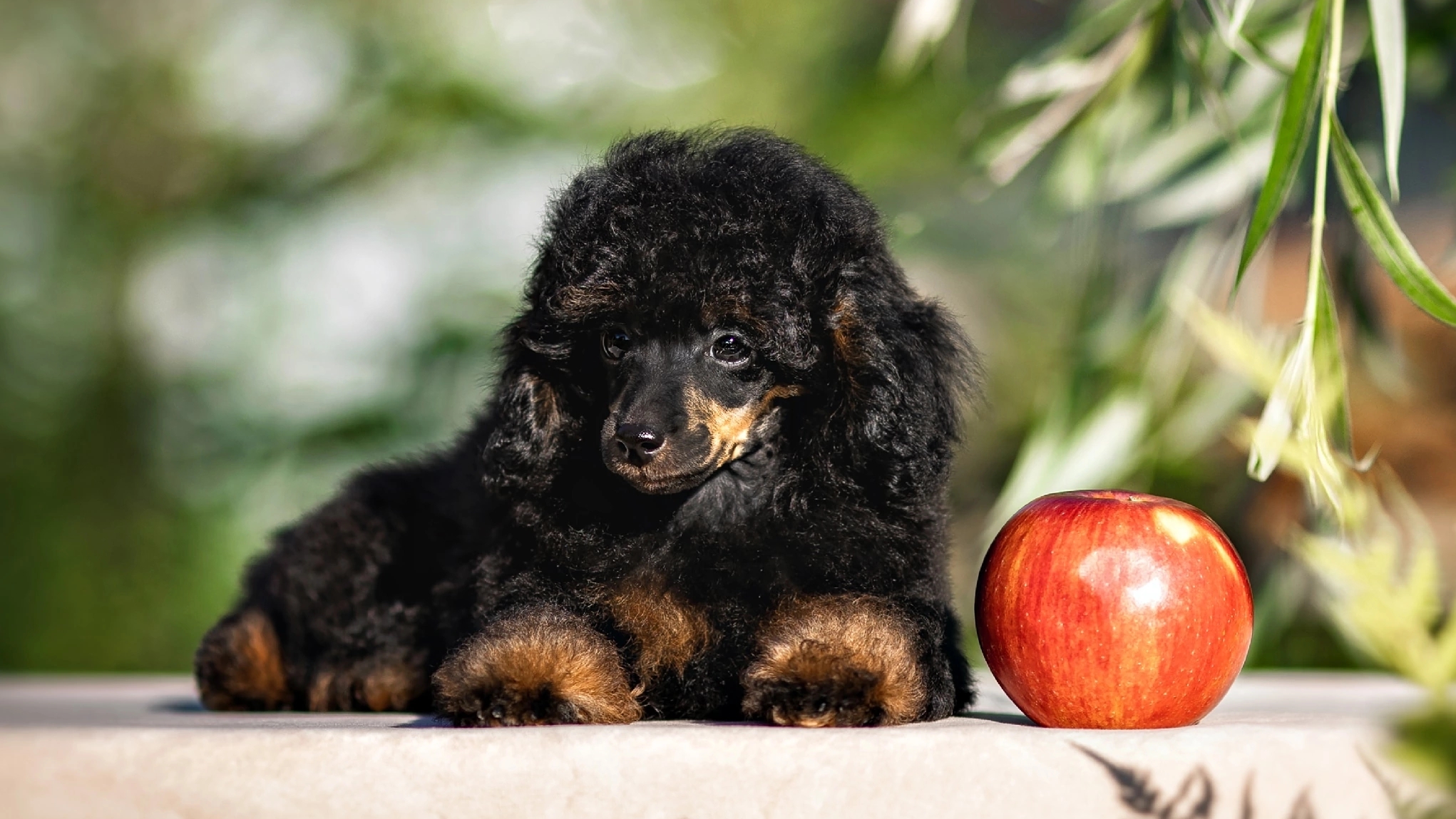🐩🐾 Свободны щенки Пуделя миниатюрного Любовь Вашлаева 8-980-656-14-75