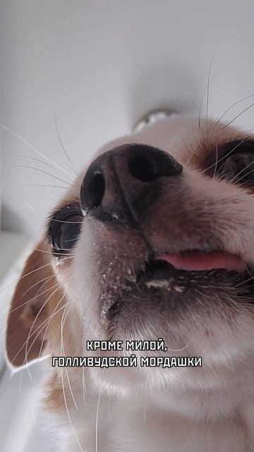 Ты проснулся? 🐶
