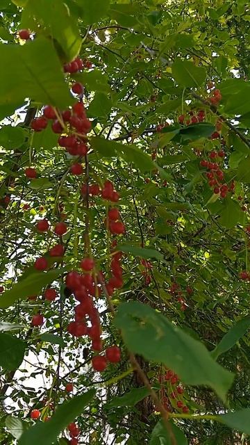 Черёмуха красная, солнце, лето, звуки и красота природы, пение птиц.