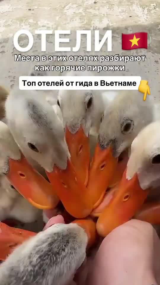 Бронировать бутик-отели на побережье Фукока и виллы в Сапе нужно за пару месяцев, а лучше за пол ...