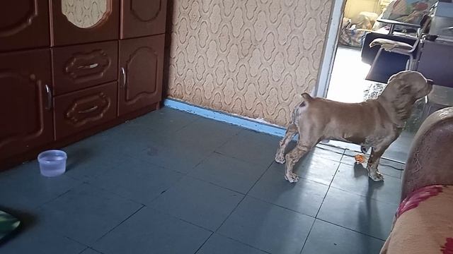 Арчи понес показать игрушку котику Моти!  Отвлекся...  VID_20260722_182701