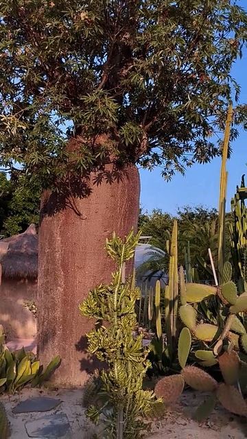 На острове Хон Че (Hon Tre Island), Нячанг 🏝️🌸