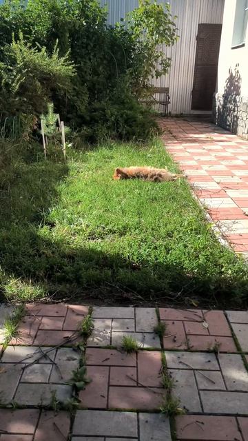 Пёс греется на солнышке